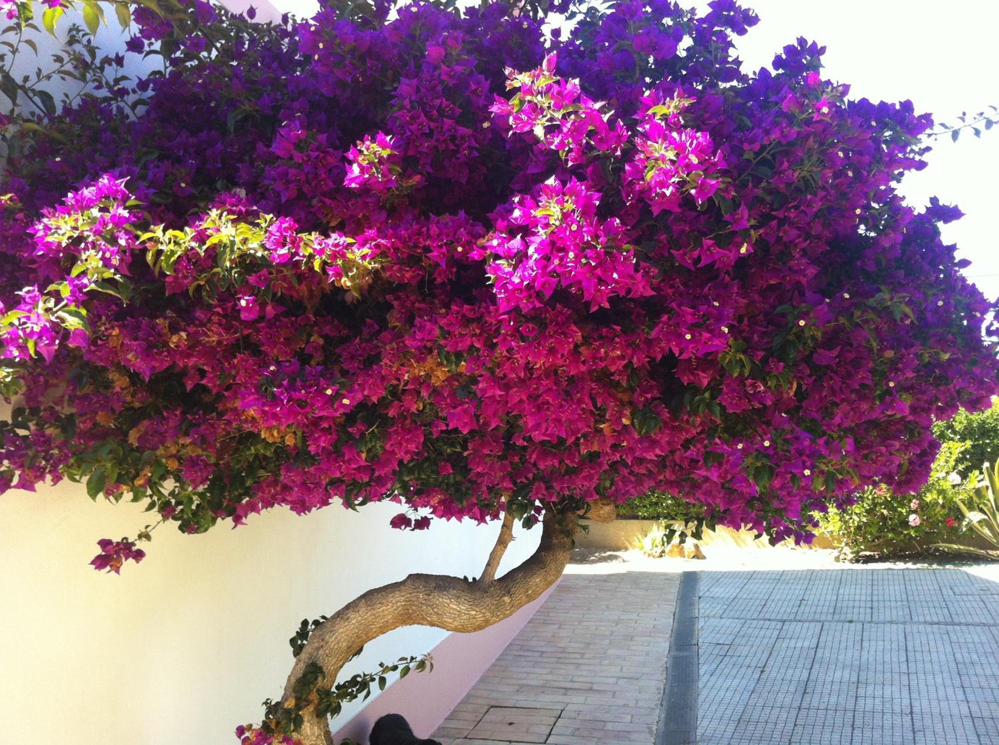 Casa Do Cabo De Santa Maria Hotel Sagres Bagian luar foto